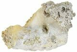 13.7" Agatized Fossil Coral Geode - Florida - #188205-1